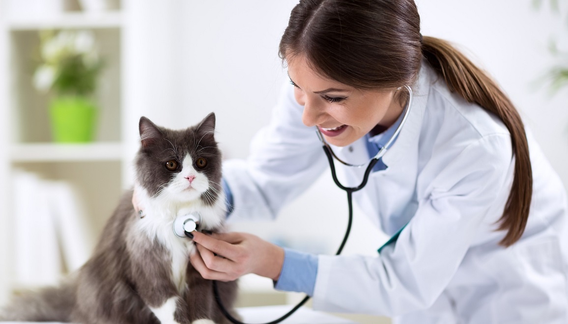 discover-where-to-find-veterinarian-job-vacancies