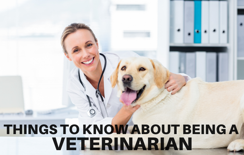 Job Description - Things to Know About Being a Veterinarian
