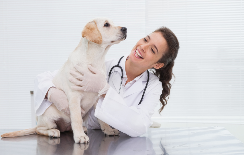 Job Description - Things to Know About Being a Veterinarian