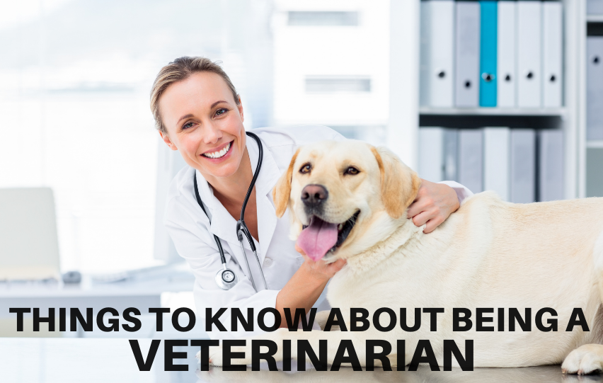 job-description-things-to-know-about-being-a-veterinarian