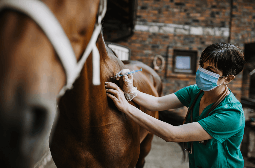 Discover Where to Find Veterinarian Job Vacancies