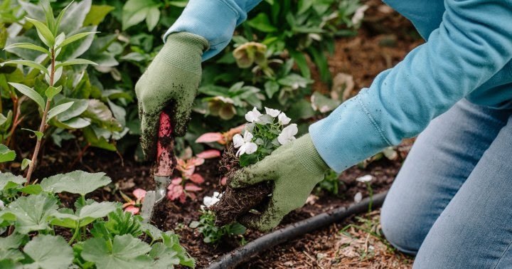 Discover Sites with Jobs for Gardeners