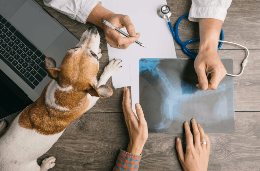 Discover Where to Find Veterinarian Job Vacancies