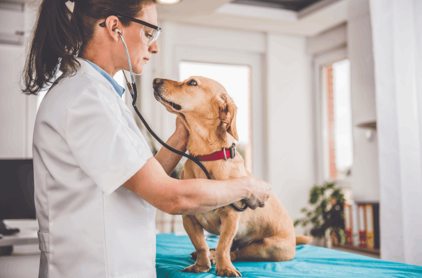 Discover Where to Find Veterinarian Job Vacancies
