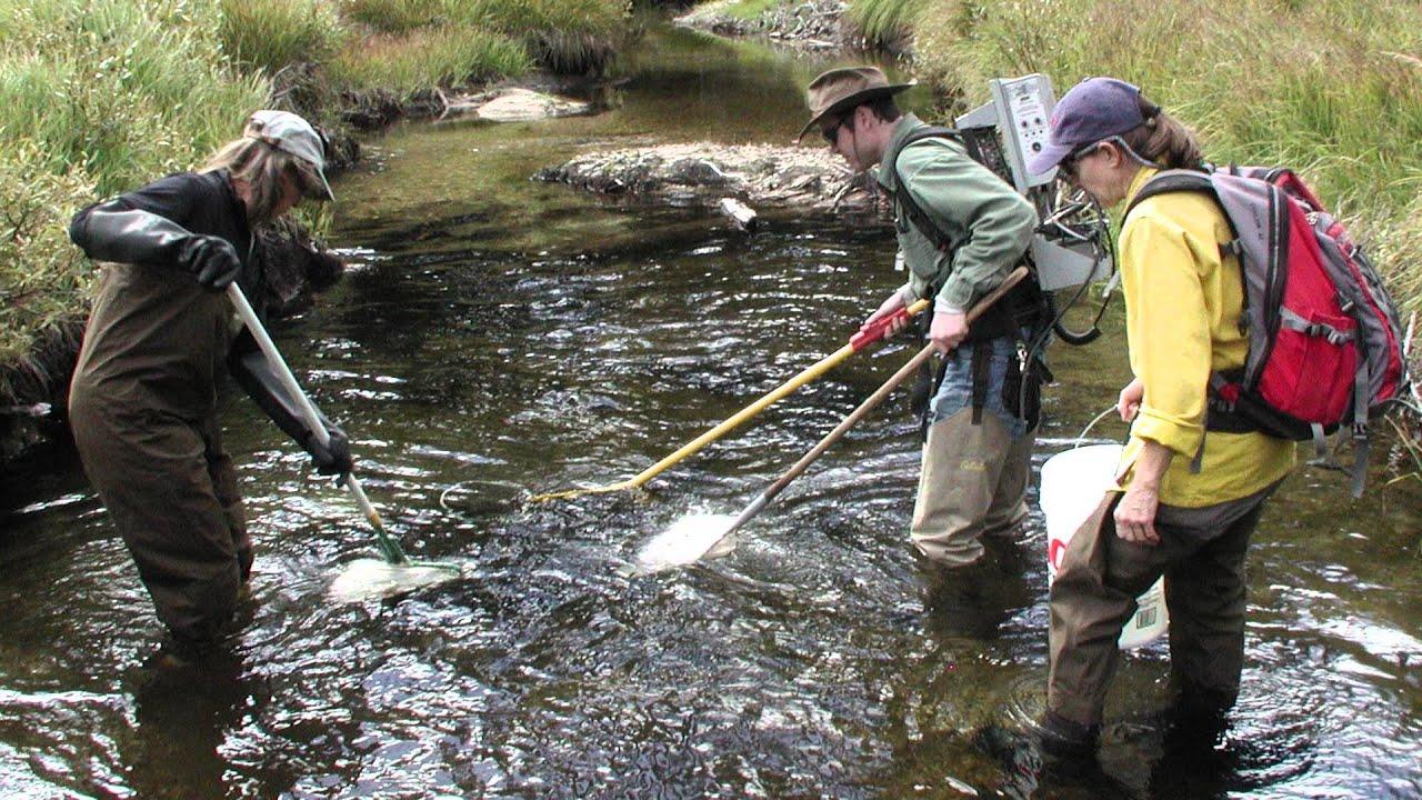 Fish And Wildlife Technician Careers - Learn More Here