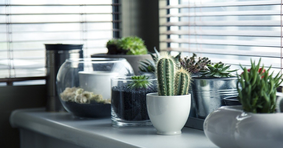 How to Care for Indoor Plants and Keep Them Thriving