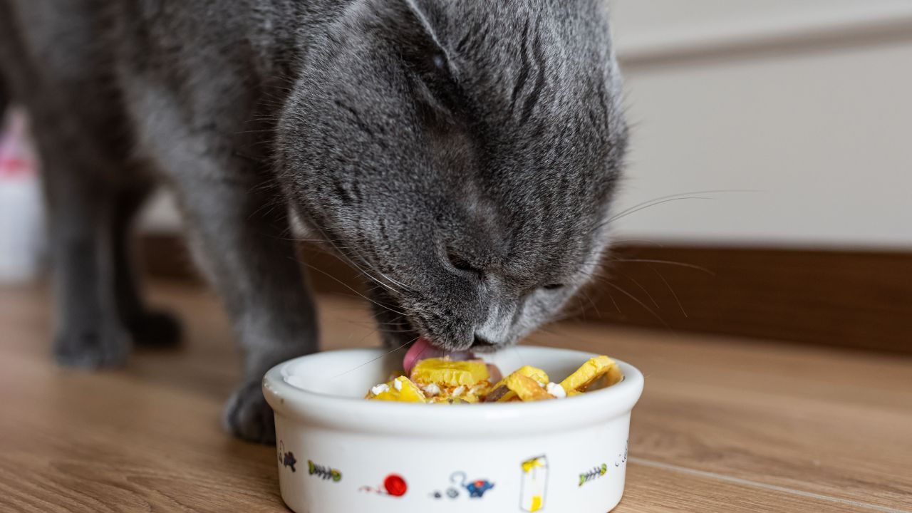 Learn How to Get Cat Food for Free: Online Guide