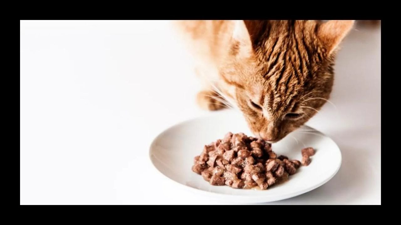 Learn How to Get Cat Food for Free: Online Guide