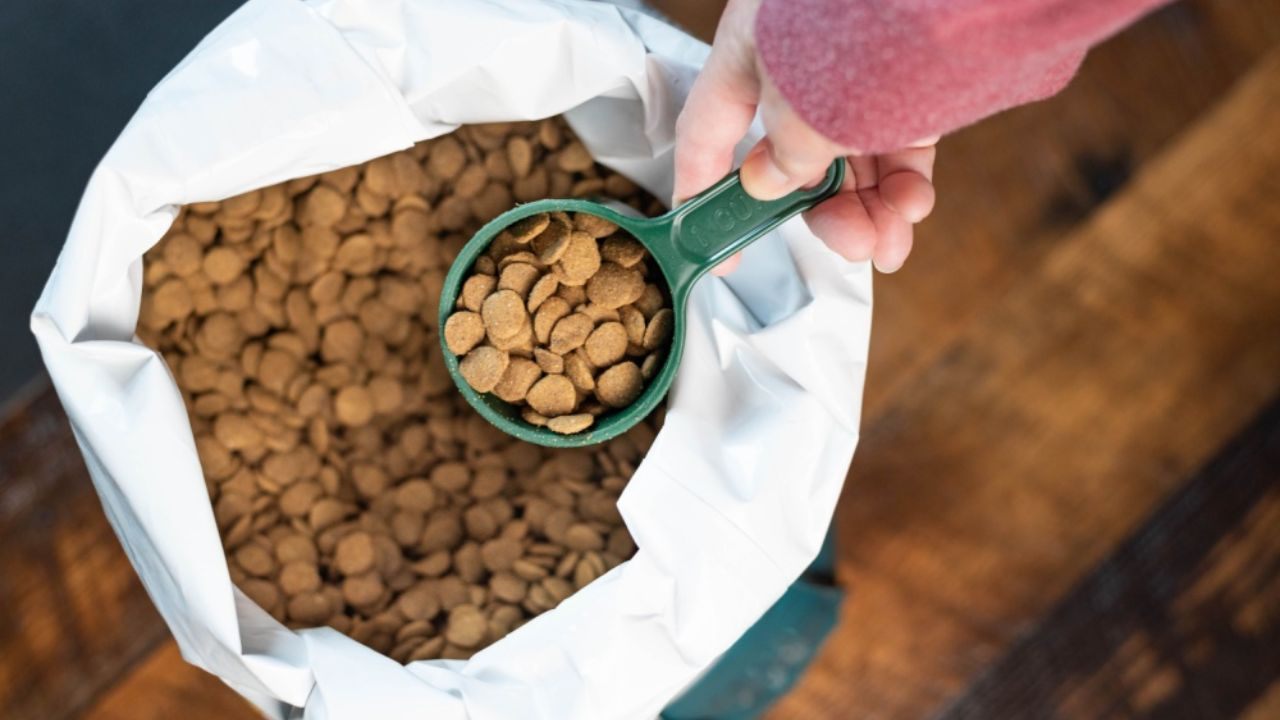 Learn How to Get Cat Food for Free: Online Guide