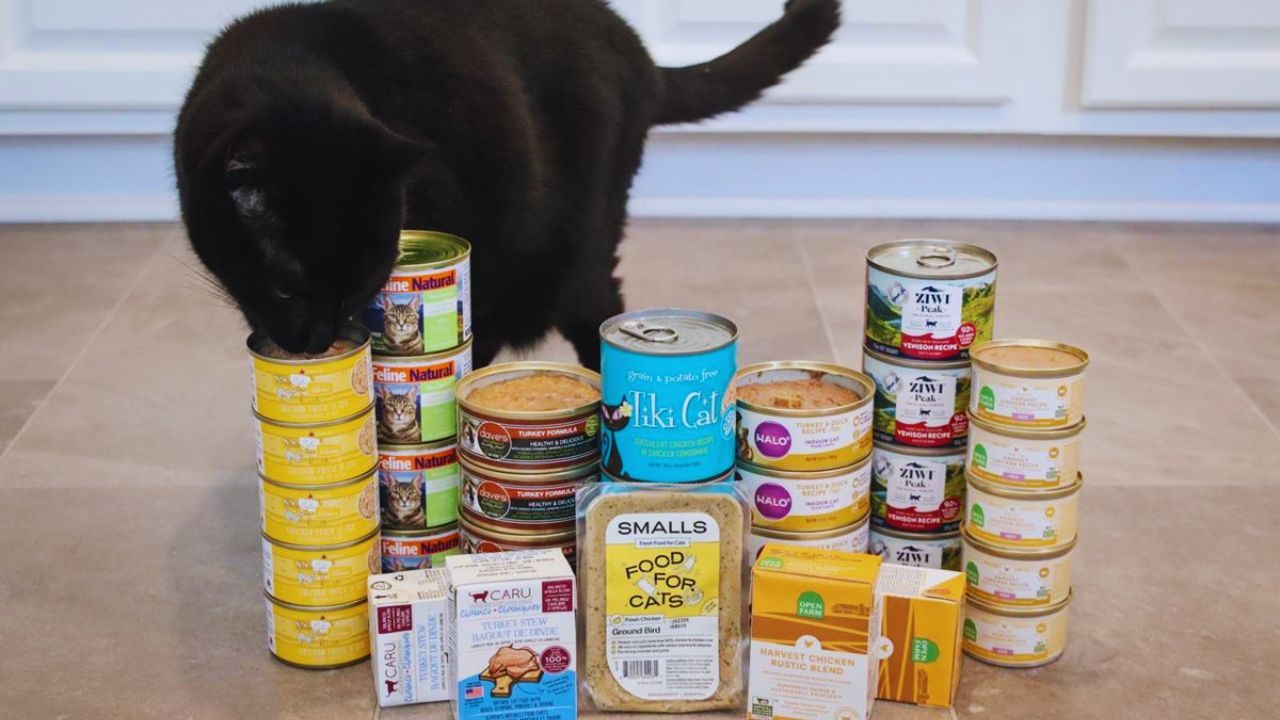 Learn How to Get Cat Food for Free: Online Guide